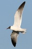 Mouette atricille (Leucophaeus atricilla) - Mexique