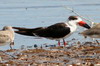 Black Skimmer (Rynchops niger) - Mexico