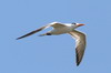 Royal Tern (Thalasseus maximus) - Mexico