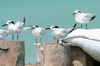 Sandwich Tern (Thalasseus sandvicensis) - Mexico