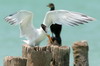 Royal Tern (Thalasseus maximus) - Mexico