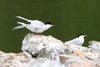 Sterne pierregarin (Sterna hirundo) - France