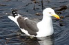 Goland dominicain (Larus dominicanus) - Argentine