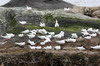 South American Tern (Sterna hirundinacea) - Argentina