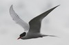 South American Tern (Sterna hirundinacea) - Argentina