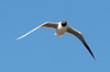 Brown-hooded Gull (Chroicocephalus maculipennis) - Argentina