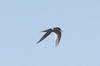 South American Tern (Sterna hirundinacea) - Chile