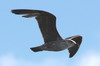 Kelp Gull (Larus dominicanus) - Chile