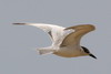 Whiskered Tern (Chlidonias hybrida) - Cambodia