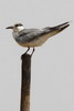 Whiskered Tern (Chlidonias hybrida) - Cambodia