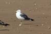 Lesser Black-backed Gull (Larus fuscus) - Morocco
