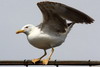 Goland leucophe (Larus michahellis) - Maroc