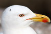 Yellow-legged Gull (Larus michahellis) - Morocco