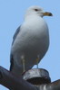 Go�land � bec cercl� (Larus delawarensis) - Canada