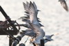 Common Gull-billed Tern (Gelochelidon nilotica) - Sri Lanka