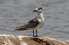 Common Gull-billed Tern (Gelochelidon nilotica) - Sri Lanka
