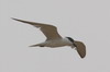 Common Gull-billed Tern (Gelochelidon nilotica) - Sri Lanka