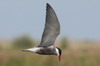 Whiskered Tern (Chlidonias hybrida) - Romania