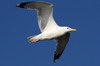 Goland pontique (Larus cachinnans) - Roumanie