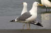 Caspian Gull (Larus cachinnans) - Romania