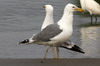 Goland pontique (Larus cachinnans) - Roumanie