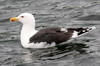 Goland marin (Larus marinus) - Norvge