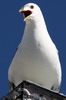 Mew Gull (Larus canus) - Norway