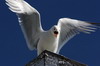 Goland cendr (Larus canus) - Norvge