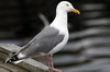 European Herring Gull (Larus argentatus) - Norway