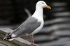 Goland argent (Larus argentatus) - Norvge