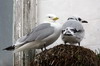 Black-legged Kittiwake (Rissa tridactyla) - Norway