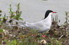 Common Tern (Sterna hirundo) - France