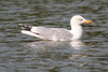 European Herring Gull (Larus argentatus) - France