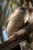 Arrow-marked Babbler (Turdoides jardineii) - Namibia