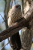 Cratrope flch (Turdoides jardineii) - Namibie