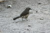 Hartlaub's Babbler (Turdoides hartlaubii) - Namibia