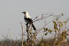 Southern Pied Babbler (Turdoides bicolor) - Botswana