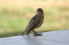 Large Grey Babbler (Argya malcolmi) - India