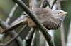 Yellow-billed Babbler (Turdoides affinis) - Sri Lanka