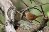 Mégalure cannelle (Bradypterus cinnamomeus) - Ethiopie