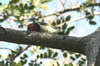 Black-collared Barbet (Lybius torquatus) - Namibia