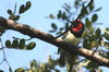 Barbican  collier (Lybius torquatus) - Namibie