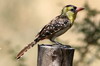 Barbican perl (Trachyphonus margaritatus) - Ethiopie