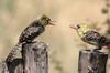 Yellow-breasted Barbet (Trachyphonus margaritatus) - Ethiopia