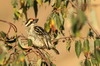 Red-fronted Tinkerbird (Pogoniulus pusillus) - Ethiopia