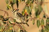 Barbion  front rouge (Pogoniulus pusillus) - Ethiopie