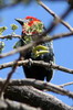 Black-billed Barbet (Lybius guifsobalito) - Ethiopia