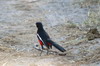 Gonolek rouge et noir (Laniarius atrococcineus) - Namibie