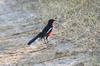 Gonolek rouge et noir (Laniarius atrococcineus) - Namibie