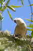 Northern Puffback (Dryoscopus gambensis) - Ethiopia